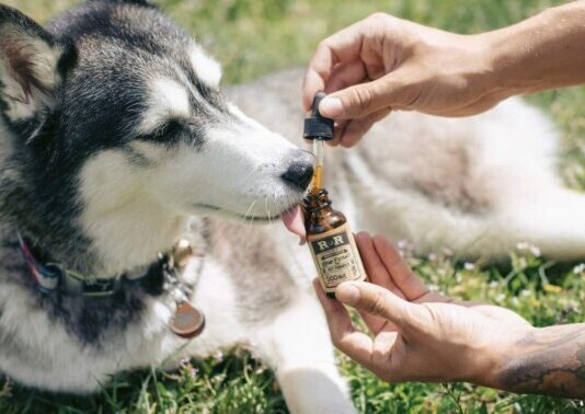 Cão da raça Husky recebe tratamento com canabidiol. Foto - R+R Medicinals/GN