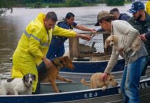 Milhares de animais vítimas das chuvas á em Porto Alegre já foram salvos. Imagens - redes sociais