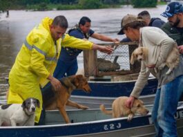 Milhares de animais vítimas das chuvas á em Porto Alegre já foram salvos. Imagens - redes sociais