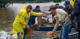 Milhares de animais vítimas das chuvas á em Porto Alegre já foram salvos. Imagens - redes sociais