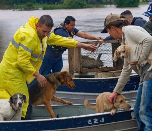 Milhares de animais vítimas das chuvas á em Porto Alegre já foram salvos. Imagens - redes sociais