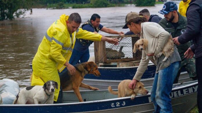 Milhares de animais vítimas das chuvas á em Porto Alegre já foram salvos. Imagens - redes sociais