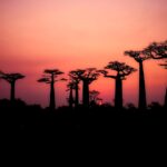 Baobás, ou árvore da vida, tem origem em Madagascar e está ameaçada de extinção. Fotos - Pixabay