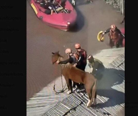 O cavalo Caramelo no momento do seu resgate de cima de uma telhado em Canoas. Foto - Globonews- Reprodução