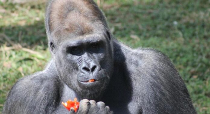 Gorila Leon é um dos quatro machos transferidos para São Paulo. Foto - Suziane Brugnara/PBH