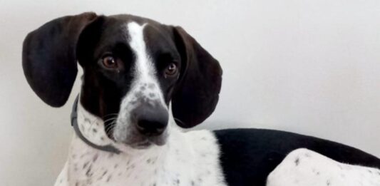 Cachorros de pelo curto, como a Bella (acima), exigem mais cuidados no inverno. Foto - Carla Reis