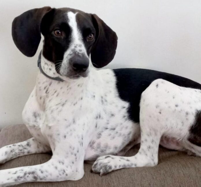 Cachorros de pelo curto, como a Bella (acima), exigem mais cuidados no inverno. Foto - Carla Reis