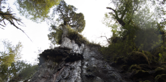Gran Abuelo, talvez a árvore mais antiga do mundo, com cerca de 5.400 ano. Foto - Gonzaga Zúñiga Solis - Parque Nacional Alerce Costero