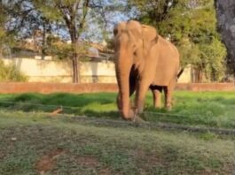 Elefante Sandro será transferido do aeroporto de Sorocaba para santuário no Mato Grosso. Imagem - Instagram-Reprodução