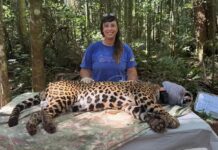 A cientista Yara Barros com uma onça-pintada no Parque Iguaçu — Foto: Divulgação/Projeto Onças do Iguaçu