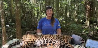 A cientista Yara Barros com uma onça-pintada no Parque Iguaçu — Foto: Divulgação/Projeto Onças do Iguaçu