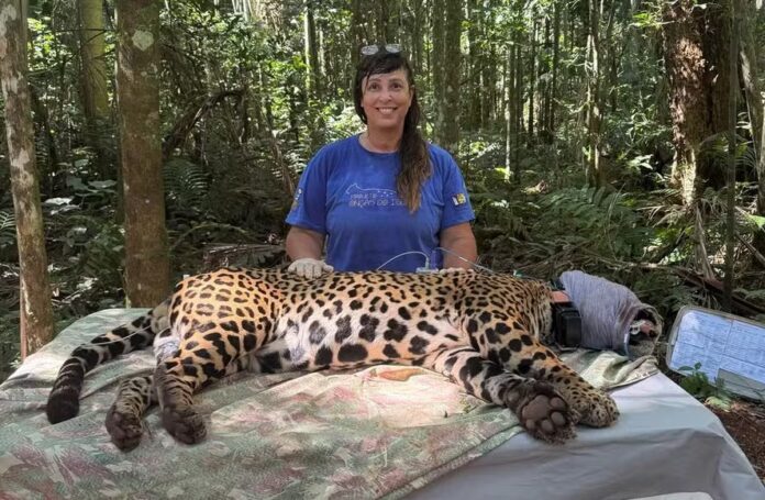 Onça-pintada A cientista Yara Barros com uma onça-pintada no Parque Iguaçu — Foto: Divulgação/Projeto Onças do Iguaçu