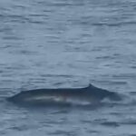 Baleia-azul, maior animal do mundo, é visto no litoral de São Paulo. Foto - Instituto Viva Verde Azul -Divulgação