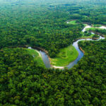 Relatório do MapBiomas mostra que desmatamento caiu, em média, 32% em todos os biomas brasileiros em 2024. Foto - Greenpeace