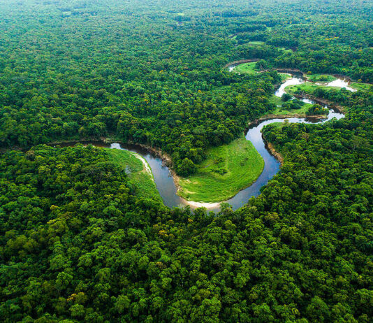 Relatório do MapBiomas mostra que desmatamento caiu, em média, 32% em todos os biomas brasileiros em 2024. Foto - Greenpeace