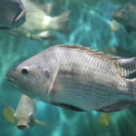 Foto - PeixeBR