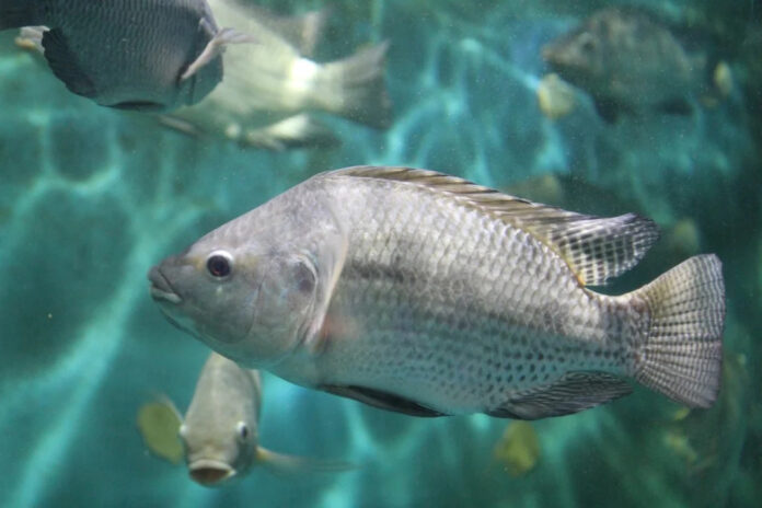 Foto - PeixeBR