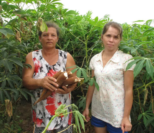 Mulheres terão linhas de crédito especial no Plano Safra para a agricultura familiar. Imagem - Pixabay