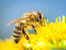 Greenpeace faz campanha para salvar as abelhas no Brasil