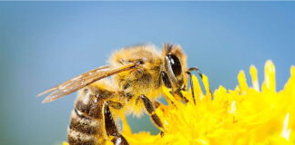 Greenpeace faz campanha para salvar as abelhas no Brasil