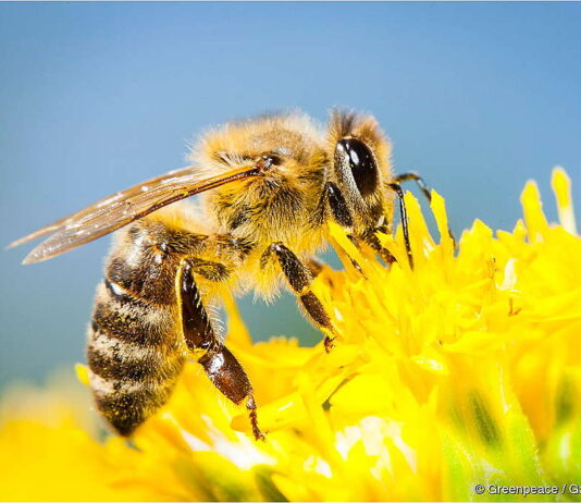 Greenpeace faz campanha para salvar as abelhas no Brasil