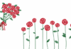 Rosas - Imagem - Pixabay