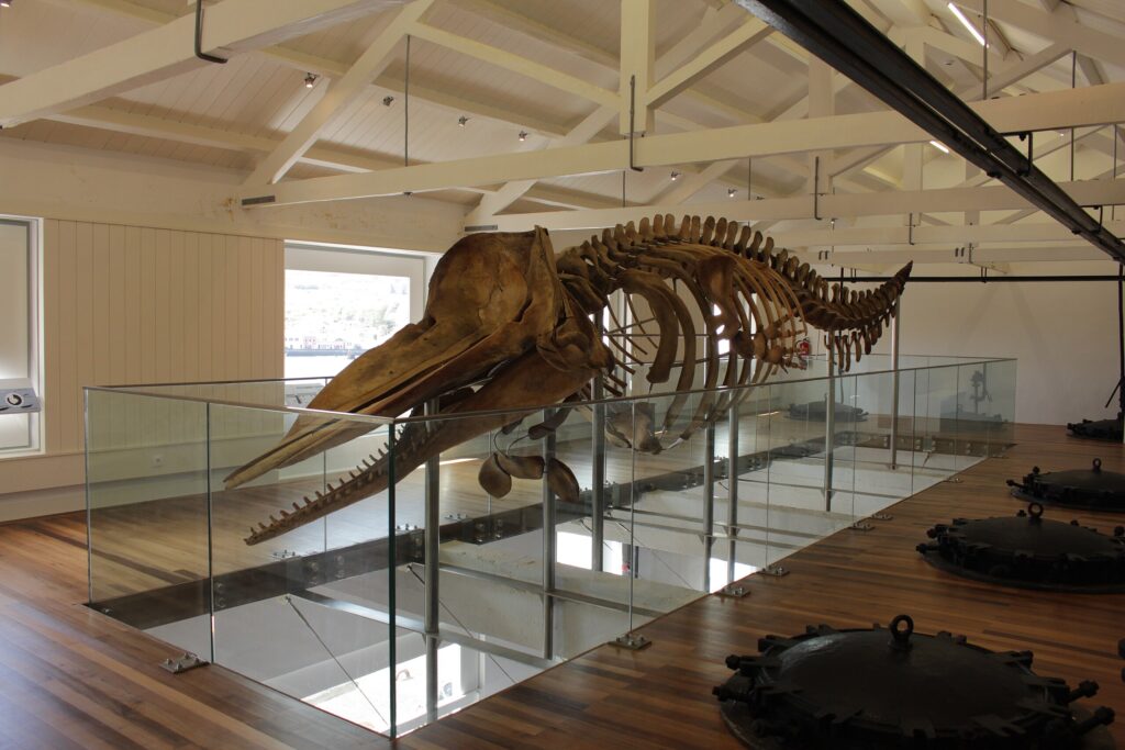 Esqueleto de cachalote em exibição no Museu Nacional – sobrevivente do incêndio e destaque da reabertura. Wikimedia Commons / Abreasasas (CC‑BY‑SA 4.0)