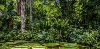 Entidades buscam pacto para preservar Amazônia. Imagem Pixabay - TNeto