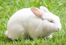 Animais como o coelho não poderão mais serem usados para testes de cosméticos. Foto de Sergio Arze - Unsplash