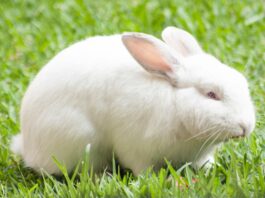 Animais como o coelho não poderão mais serem usados para testes de cosméticos. Foto de Sergio Arze - Unsplash