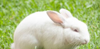 Animais como o coelho não poderão mais serem usados para testes de cosméticos. Foto de Sergio Arze - Unsplash