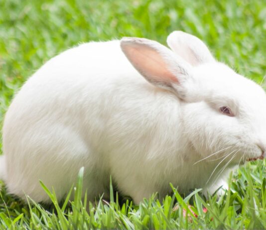 Animais como o coelho não poderão mais serem usados para testes de cosméticos. Foto de Sergio Arze - Unsplash