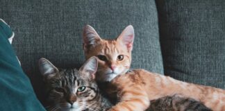 Gato faz bem para o coração, mostra a ciência. Foto de Sigmund na Unsplash