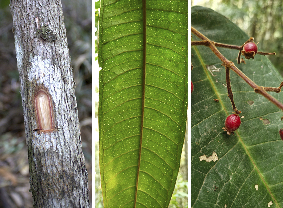 Caule, folha e frutos da nova espécie de árvore descoberta na Mata Atlântica