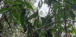 A nova árvore, encontrada na Mata Atlântica, pertence à família botânica Myrtaceae, a mesma da jabuticaba. Fotos - UFV