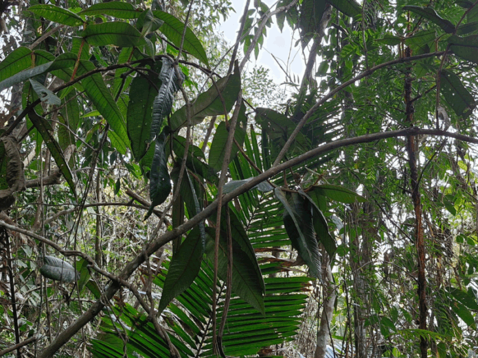 A nova árvore, encontrada na Mata Atlântica, pertence à família botânica Myrtaceae, a mesma da jabuticaba. Fotos - UFV