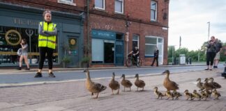 Família de patos muda rotina de pequena cidade da Inglaterra. Fotos - SWNS