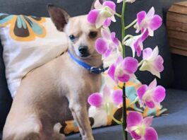 Nick, um dos vários cachorros que a família Bicalho acolheu e amou ao longo dos anos. Foto - arquivo pessoal