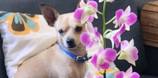 Nick, um dos vários cachorros que a família Bicalho acolheu e amou ao longo dos anos. Foto - arquivo pessoal