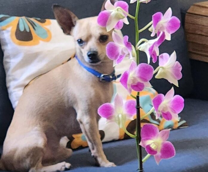 Nick, um dos vários cachorros que a família Bicalho acolheu e amou ao longo dos anos. Foto - arquivo pessoal