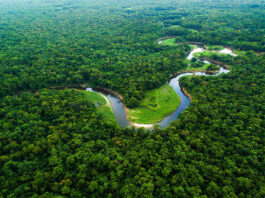Trecho da Floresta Amazônica vista de cima. Imagem - Greenpeace