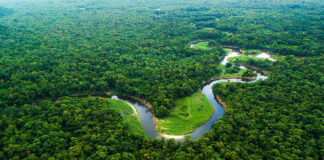 Trecho da Floresta Amazônica vista de cima. Imagem - Greenpeace