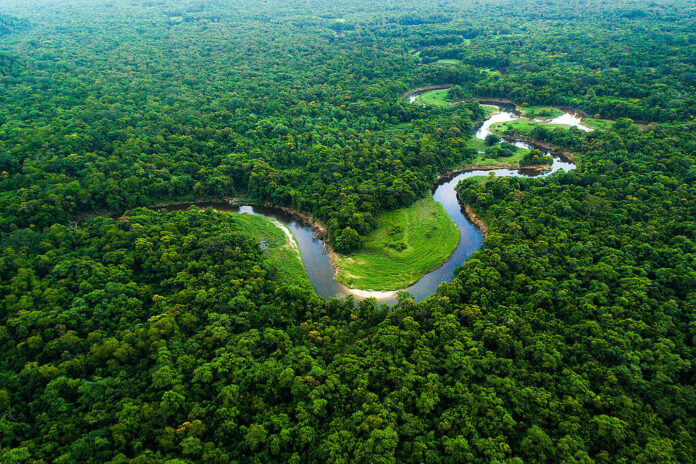 Trecho da Floresta Amazônica vista de cima. Imagem - Greenpeace