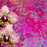 As orquídeas estão entre as flores preferidas da família Bicalho. Foto - Pixabay