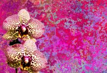 As orquídeas estão entre as flores preferidas da família Bicalho. Foto - Pixabay