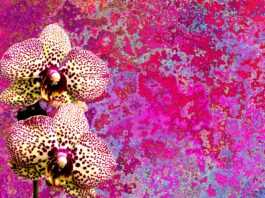 As orquídeas estão entre as flores preferidas da família Bicalho. Foto - Pixabay