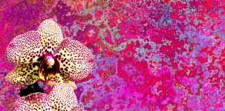 As orquídeas estão entre as flores preferidas da família Bicalho. Foto - Pixabay