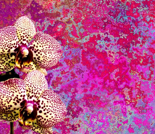 As orquídeas estão entre as flores preferidas da família Bicalho. Foto - Pixabay