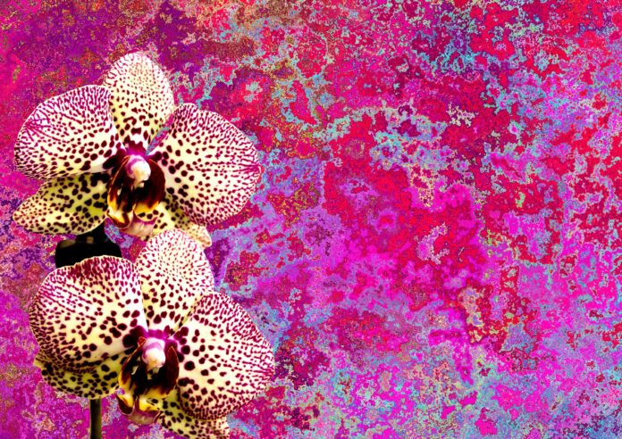 As orquídeas estão entre as flores preferidas da família Bicalho. Foto - Pixabay