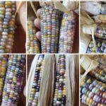 Entidade está criando maior banco de sementes crioulas do país. Foto - Agro Indígena Nacional - Divulgação